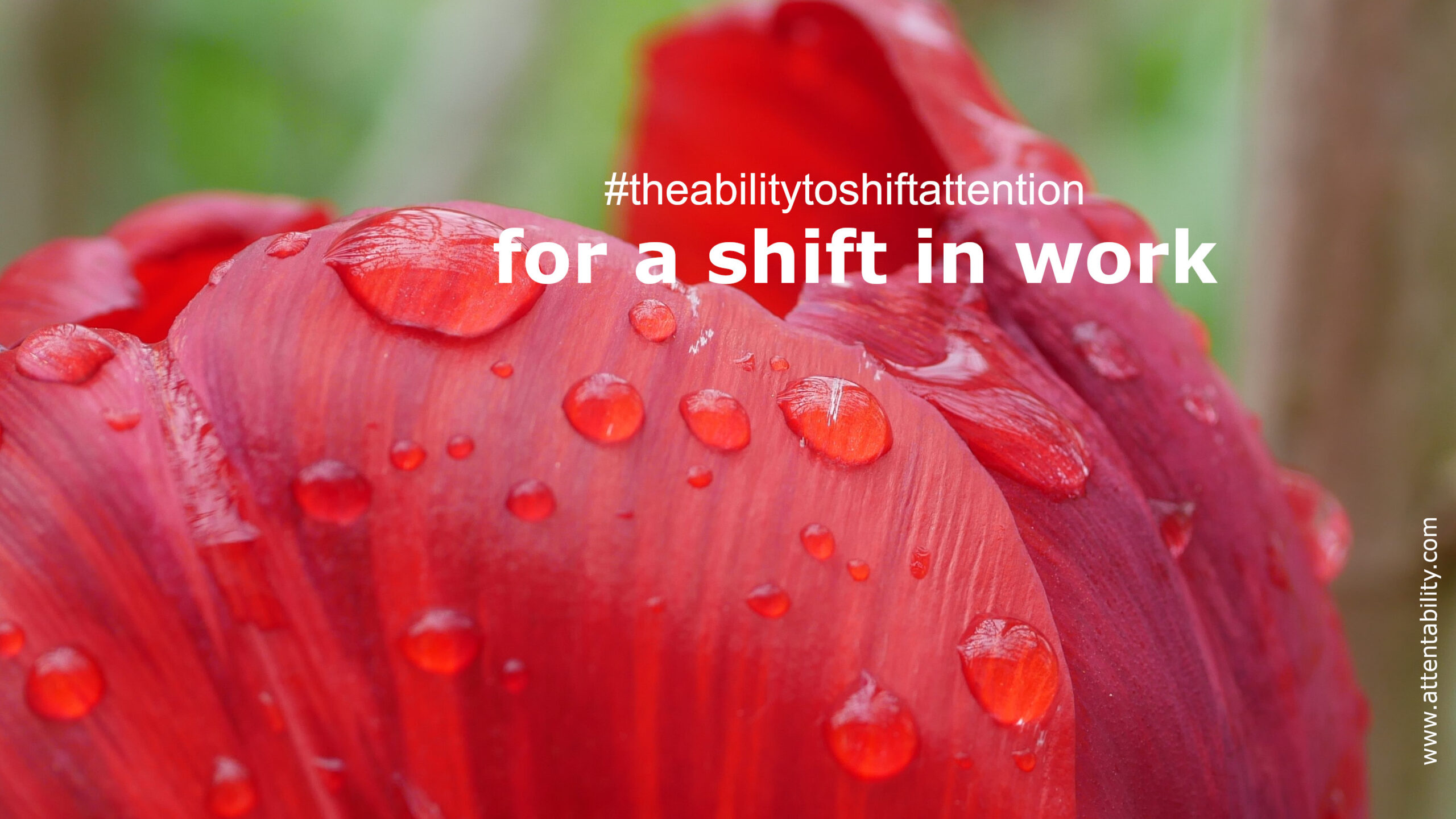 https://attentability-publishing.de/wp-content/uploads/2024/04/Week18-scaled.jpg