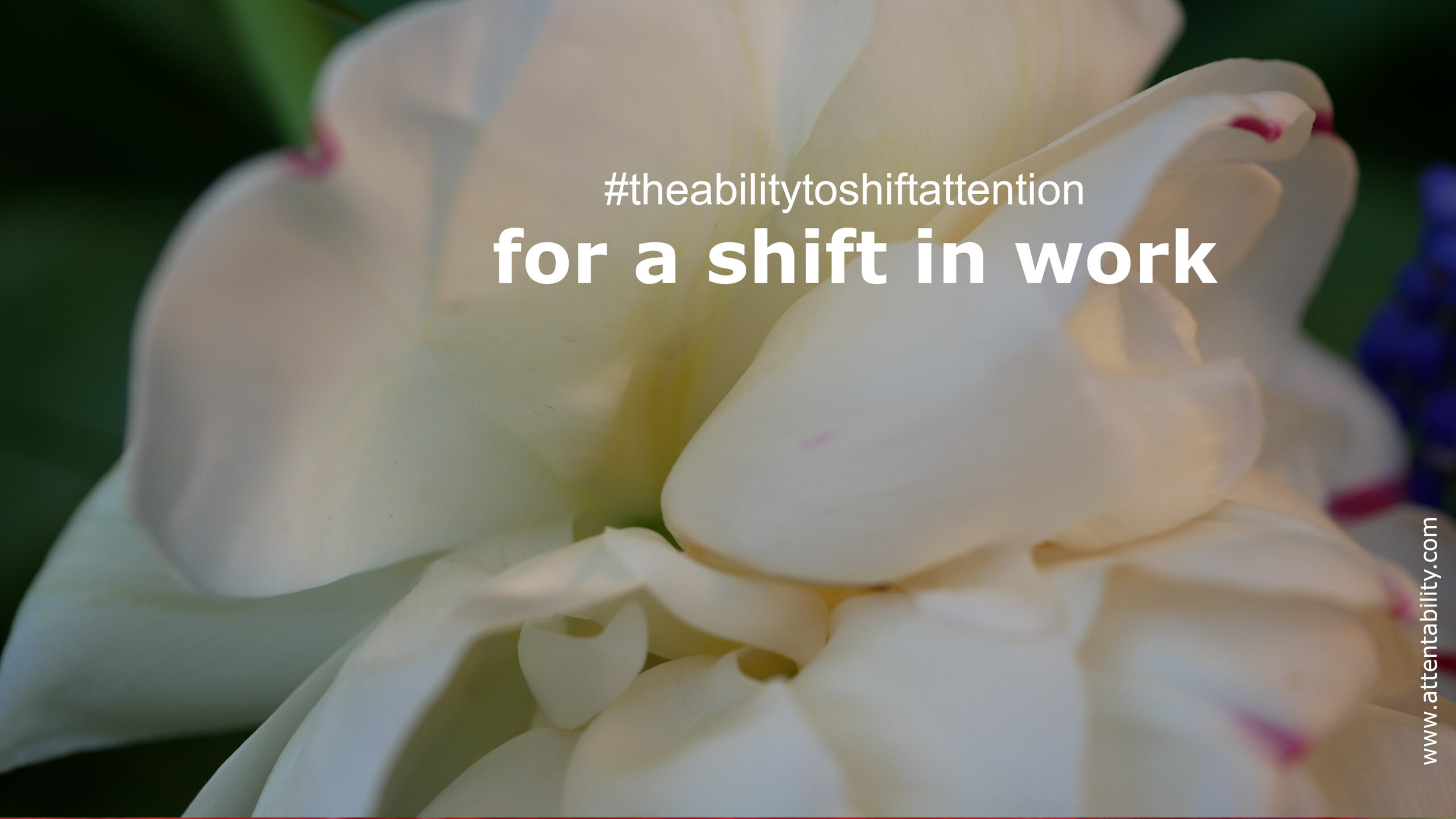 https://attentability-publishing.de/wp-content/uploads/2024/06/Week22a-scaled.jpg